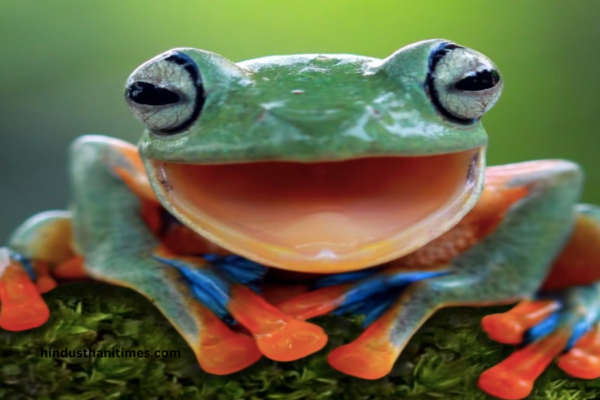 Viral Twitter Frog Video